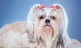 聪明可爱的西施犬，令人可望而不可及