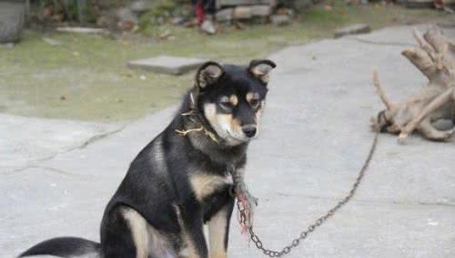 家狗、柴狗、二狼狗是正宗的家养土狗绝对看家护院的好狗