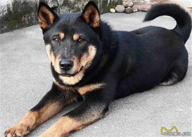 家狗、柴狗、二狼狗是正宗的家养土狗绝对看家护院的好狗