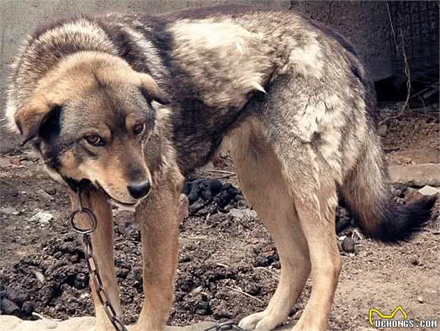 家狗、柴狗、二狼狗是正宗的家养土狗绝对看家护院的好狗