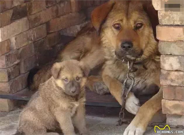 家狗、柴狗、二狼狗是正宗的家养土狗绝对看家护院的好狗