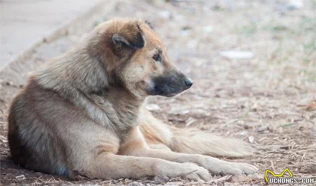 家狗、柴狗、二狼狗是正宗的家养土狗绝对看家护院的好狗