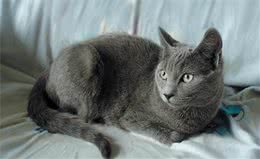 世界三大蓝猫，除了英、俄蓝猫，还有一种罕见品种，你见过吗？