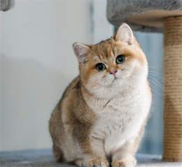 为什么推荐新手养英国短毛猫，因为有这5个理由