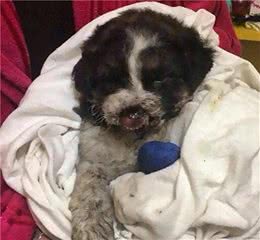 小奶狗遭人割鼻断肢，但就在安乐死前……天使出现了