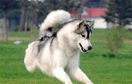 狗狗原来也有自己的语言，你能看懂吗