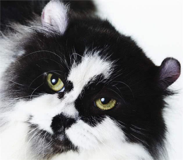 猫界特别粘人的小棉袄，拥有一双卷起来的耳朵，初看还以为是猴子