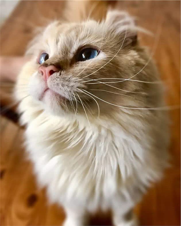 猫界特别粘人的小棉袄，拥有一双卷起来的耳朵，初看还以为是猴子