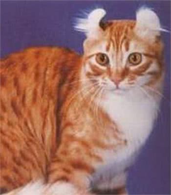 猫界特别粘人的小棉袄，拥有一双卷起来的耳朵，初看还以为是猴子