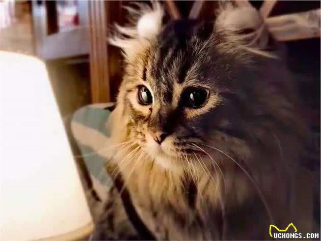 猫界特别粘人的小棉袄，拥有一双卷起来的耳朵，初看还以为是猴子
