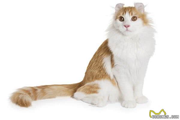 猫界特别粘人的小棉袄，拥有一双卷起来的耳朵，初看还以为是猴子