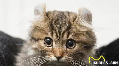 猫界特别粘人的小棉袄，拥有一双卷起来的耳朵，初看还以为是猴子