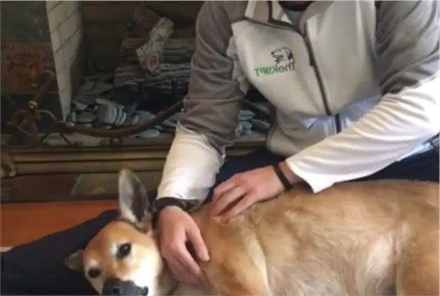总是让狗狗后腿站立？小心关节炎找上门