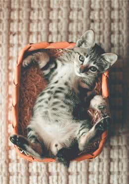 异国短毛猫的日常护理要点有哪些？
