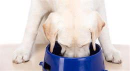 狗狗冬天食量大增？除了是“养肥膘”之外，还可能是疾病导致的