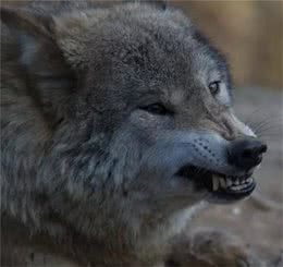 浅谈犬科食物链顶端的七种狼，最凶猛非＂北美灰狼＂莫属