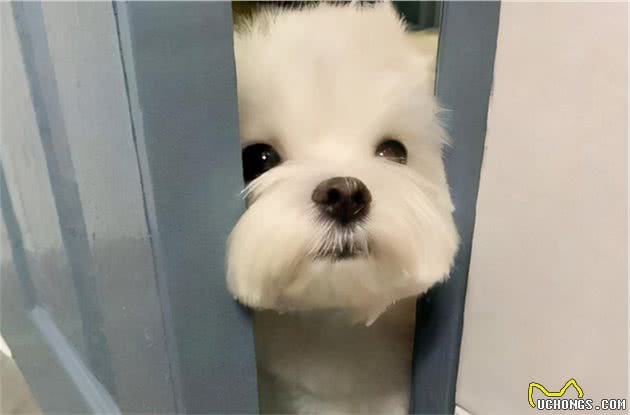 养狗有什么坏处？了解清楚不烦恼