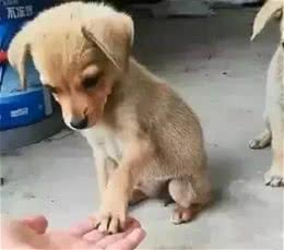 主人教中华田园犬握手，小狗狗很快就学会了，真的好聪明