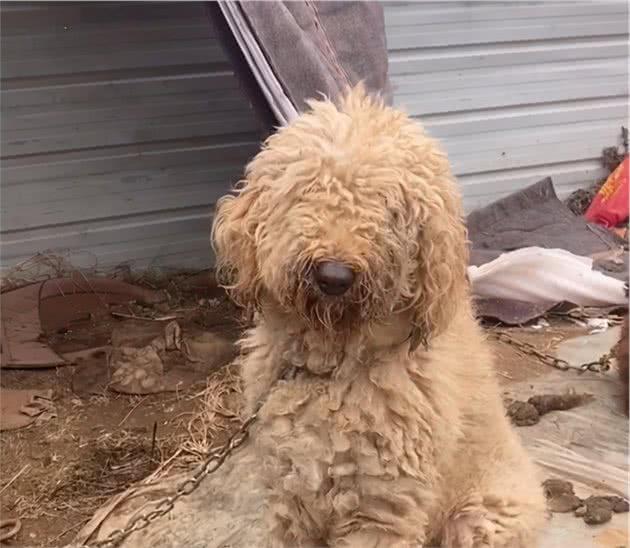 价值万元的巨贵犬，被用来看大棚，有些狗，真不适合在农村养