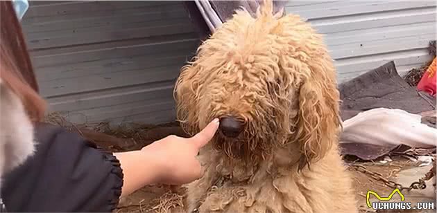 价值万元的巨贵犬，被用来看大棚，有些狗，真不适合在农村养