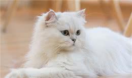 长毛猫的品种有哪些？