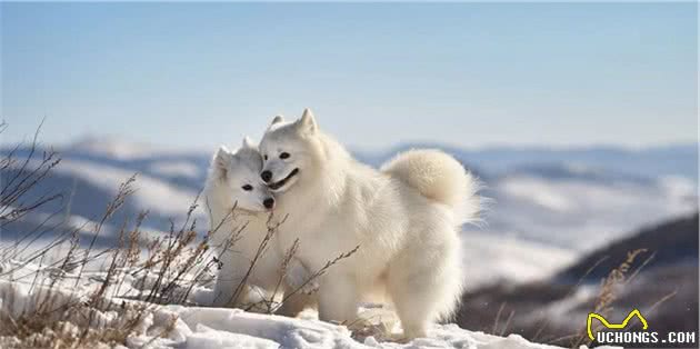 雪橇三傻：作为征服极地的狗，你们还真以为我傻？