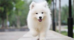 萨摩耶幼犬关厕所就一直叫，还有乱咬坏习惯，快把家里盆景咬光了