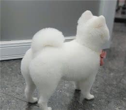 如何让幼犬的早期发育更优秀？从第三天开始你可以这样做