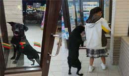 吃货狗狗便利店前讨罐头，原来后台这么硬，怪不得骗吃骗喝没人管