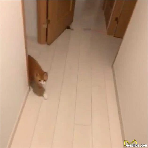 网友下班回家，猫咪在门口迎接还顺着主人大腿向上爬，太会撒娇了