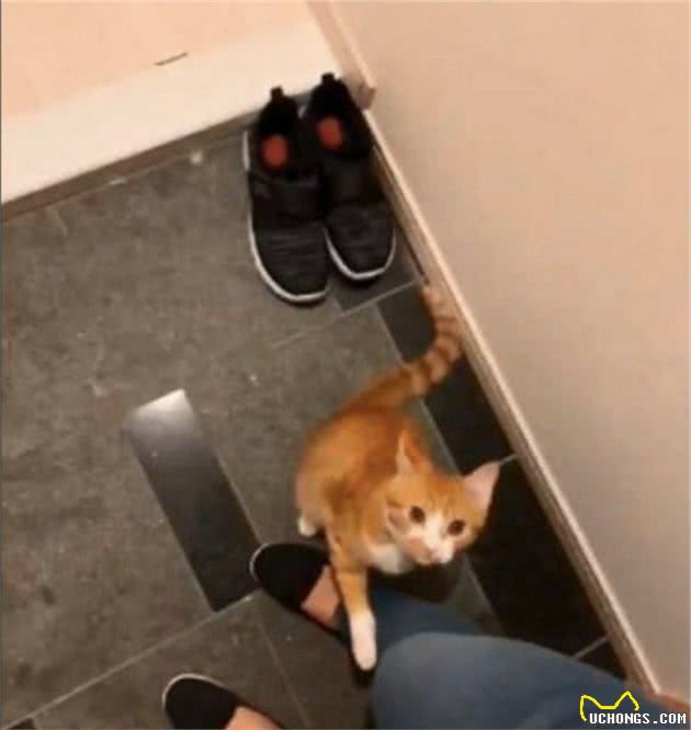 网友下班回家，猫咪在门口迎接还顺着主人大腿向上爬，太会撒娇了