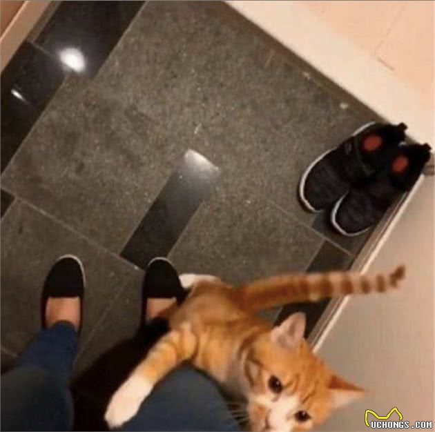 网友下班回家，猫咪在门口迎接还顺着主人大腿向上爬，太会撒娇了