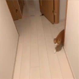 网友下班回家，猫咪在门口迎接还顺着主人大腿向上爬，太会撒娇了