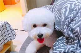 狗狗吃什么对肠胃好？