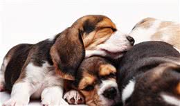 在你睡着后，狗狗这样做，说明没白养