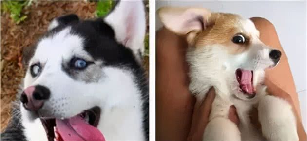 柯基犬算命生男生女，准确率竟高达98%？