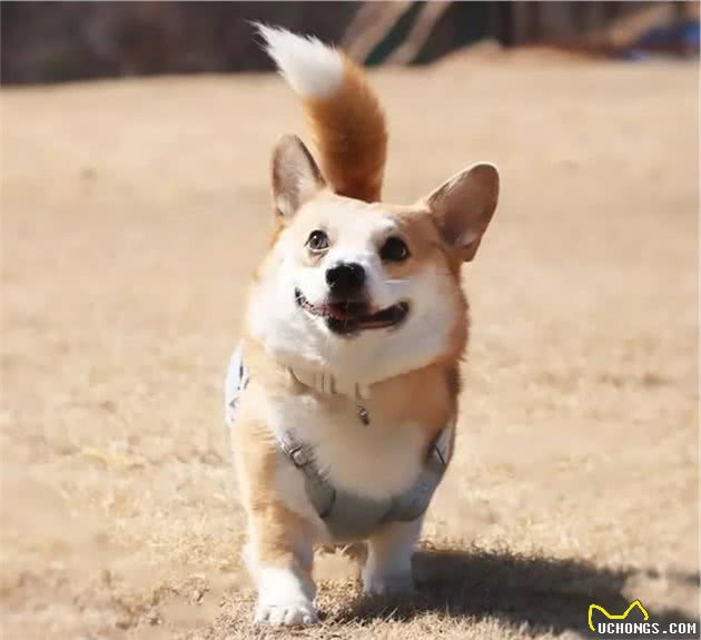 柯基犬算命生男生女，准确率竟高达98%？