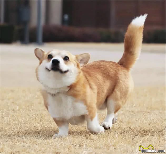 柯基犬算命生男生女，准确率竟高达98%？