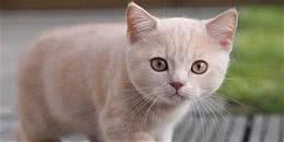 “买猫容易养猫难”，以下5种猫咪劝你还是谨慎购买