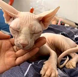 无毛猫被寄养，回来一段时间竟生产了，看到崽子后气不打一处来