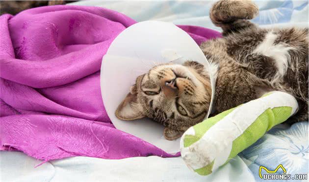 这些狗狗、猫咪受伤以后的处理方法，宠物医生以及家长需要了解