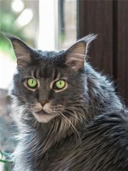 别被缅因猫乖萌的样子给骗了，别的猫只花你的钱，它就不一样了