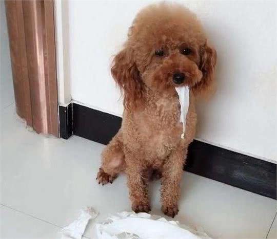 泰迪犬犯错后，往往有5种“经典反应”，你家是哪一种？