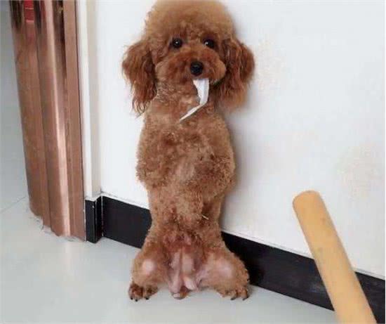 泰迪犬犯错后，往往有5种“经典反应”，你家是哪一种？