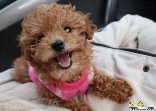 泰迪犬犯错后，往往有5种“经典反应”，你家是哪一种？