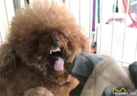 泰迪犬犯错后，往往有5种“经典反应”，你家是哪一种？