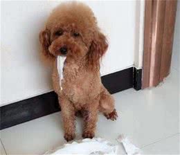 泰迪犬犯错后，往往有5种“经典反应”，你家是哪一种？