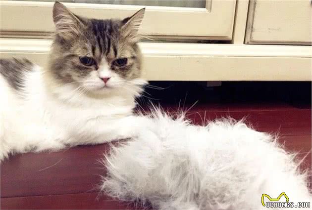 辟谣，狗狗真的比猫咪更爱洗澡？确切来说，两者都抗拒被打湿