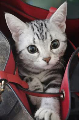 古埃及的猫是神，原因为何？是猫奴就知道，小主们灵着呢
