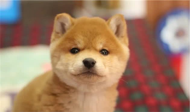 为什么买柴犬要看CKU日保资质？什么事CKU和日保？